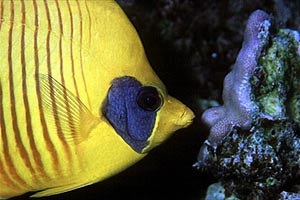 Pesce farfalla semimascherato (Chaetodon semilarvatus)