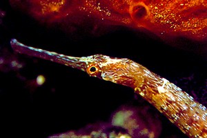 Pesce ago (Sygnathus acus)