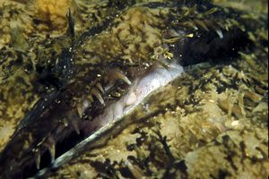 Rana pescatrice (Lophius piscatorius)