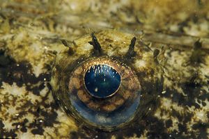 Rana pescatrice (Lophius piscatorius)