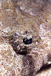 Pesce coccodrillo (Papilloculiceps longiceps)