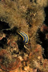 Doride tricolore (Hypselodoris tricolor)