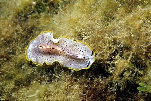 Verme piatto di Moseley (Prostheceraeus moseley)