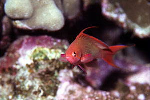 Castagnola  tropicale (Pseudanthias squamipinnis)
