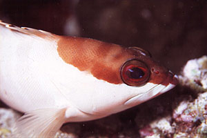 Cernia dal berretto basco (Epinephelus fasciatus)