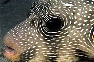 Pesce palla a punti bianchi (Arothron hispidus)