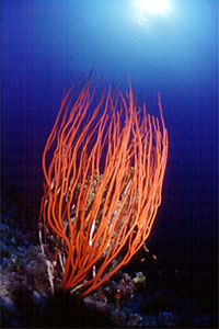 Coralli a frusta (Ellisella specie)