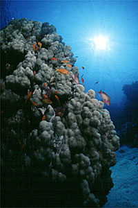 Castagnola  tropicale (Pseudanthias squamipinnis)