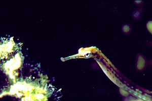 Pesce ago a bande gialle (Corythoichthys flavofasciatus)