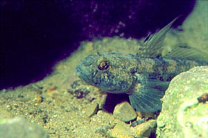 Ghiozzo nero (Gobius niger)