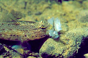 Ghiozzo rasposo (Gobius bucchichi)