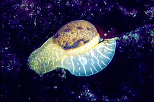 Natica (Natica hebraea)