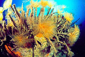 Spirografo (Sabella spallanzanii)