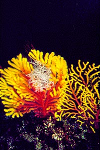 Stella gorgone (Astrospartus mediterraneus)