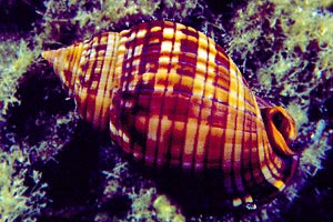 Casside (Phalium granulatum)