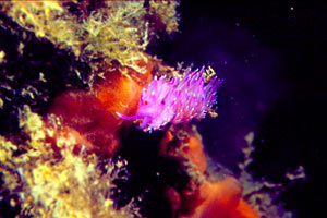 Flabellina rosa (Flabellina affinis)