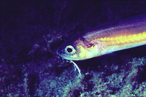 Galletto (Ophidion sp.)