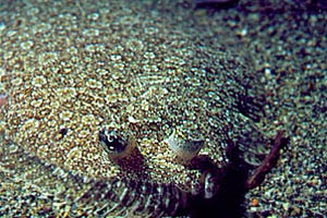 Rombo (Bothus podas podas)