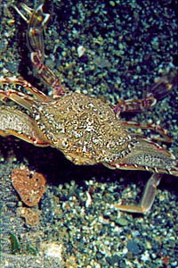 Grancella pieghettata (Liocarcinus corrugatus)