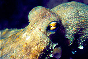 Polpo comune (Octopus vulgaris)