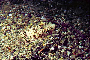 Pesce lucertola (Synodus saurus)