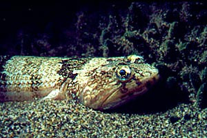 Pesce lucertola (Synodus saurus)