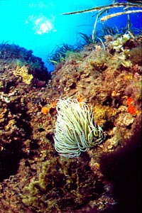 Attinia (Anemonia viridis)