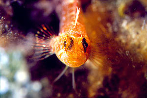 Peperoncino verde (Tripterygion tripteronotus)