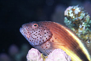Pesce falco (Paracirrhites forsteri)
