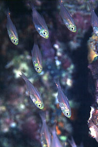 Pesce cristallo (Parapriacanthus guentheri)