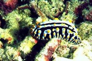 Fillidia varicosa (Phyllidia varicosa)