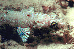 Pesce (N.d. n.d.)