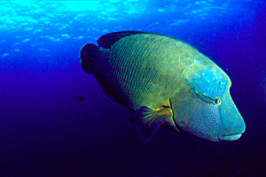 Pesce napoleone (Cheilinus undulatus)