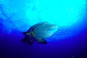 Pesce napoleone (Cheilinus undulatus)