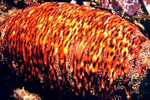 Oloturia a botte (Phillophorus urna)