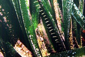 Posidonia (Posidonia oceanica)