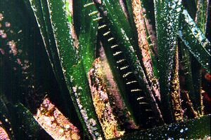 Posidonia (Posidonia oceanica)