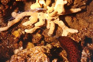 Oloturia (Holothuria sanctori)