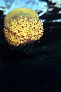 Medusa cassiopea (Cotylorhiza tubercolata)