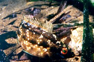 Tordo grigio (Symphodus cinereus)