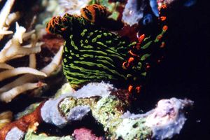 Nembrotha (Nembrotha kubaryana)