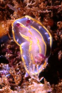 Chromodoris krohni (Chromodoris krohni)