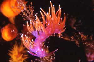 Flabellina rossa (Flabellina ischitana)