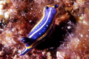 Doride tricolore (Hypselodoris tricolor)