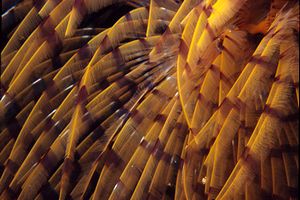 Spirografo (Sabella spallanzani)