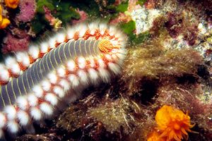 Vermocane (Hermodice carunculata)