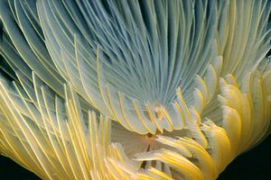 Spirografo (Sabella spallanzanii)