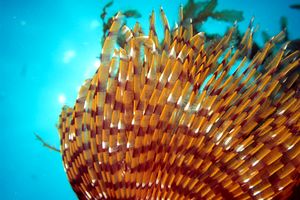 Spirografo (Sabella spallanzanii)