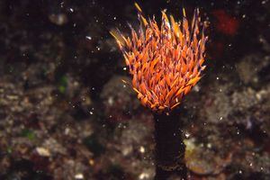 Spirografo (Sabella spallanzanii)