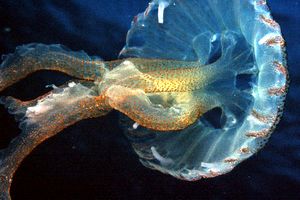 Medusa luminosa (Pelagia noctiluca)